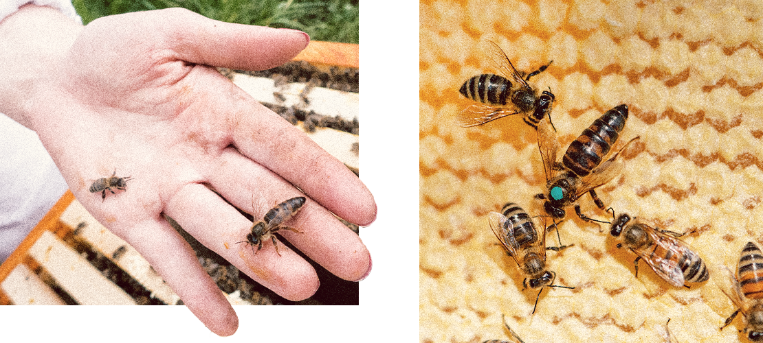 Uma mão, abelha rainha numa Colmeia