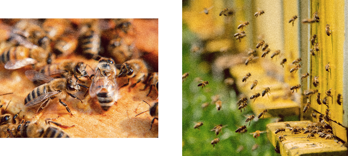 Várias abelhas a voar, uma colmeia