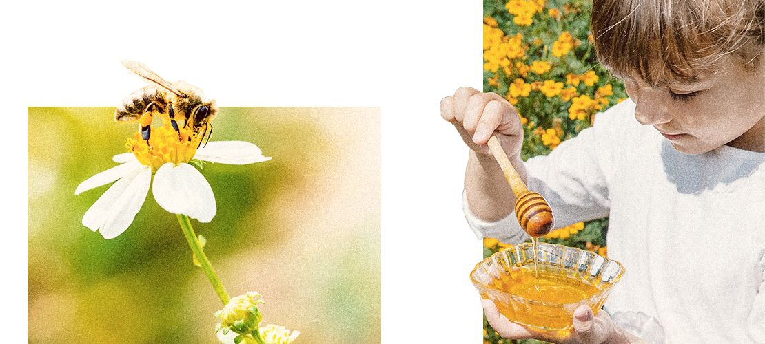 Uma Abelha numa flor, um jovem a comer mel