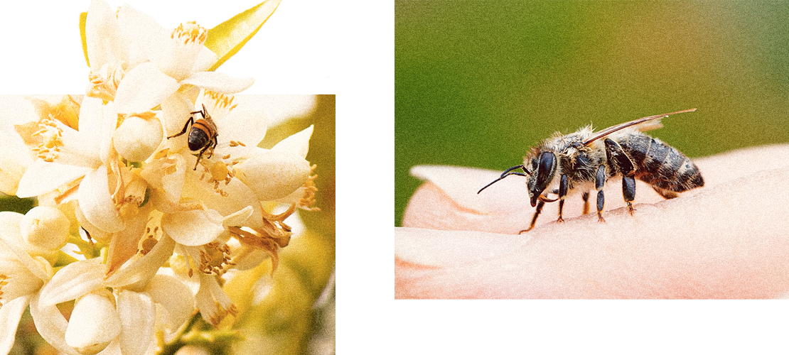 Uma abelha a picar um humano